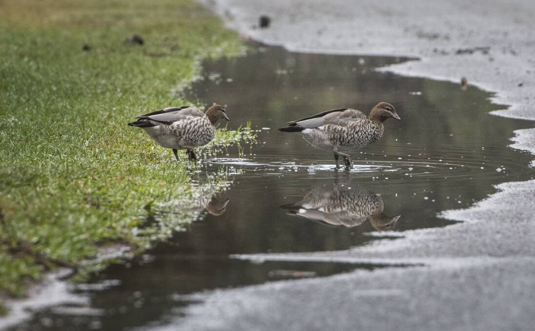 It was weather for ducks - and farmers - on Wednesday with 15.2 millimetres of rain in Canberra. Photo: Elesa Kurtz