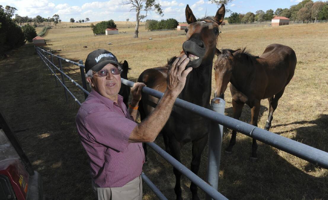 Racehorse breeder Bernie Howlett on his property on Nanima Road, near Hall. Photo: Graham Tidy
