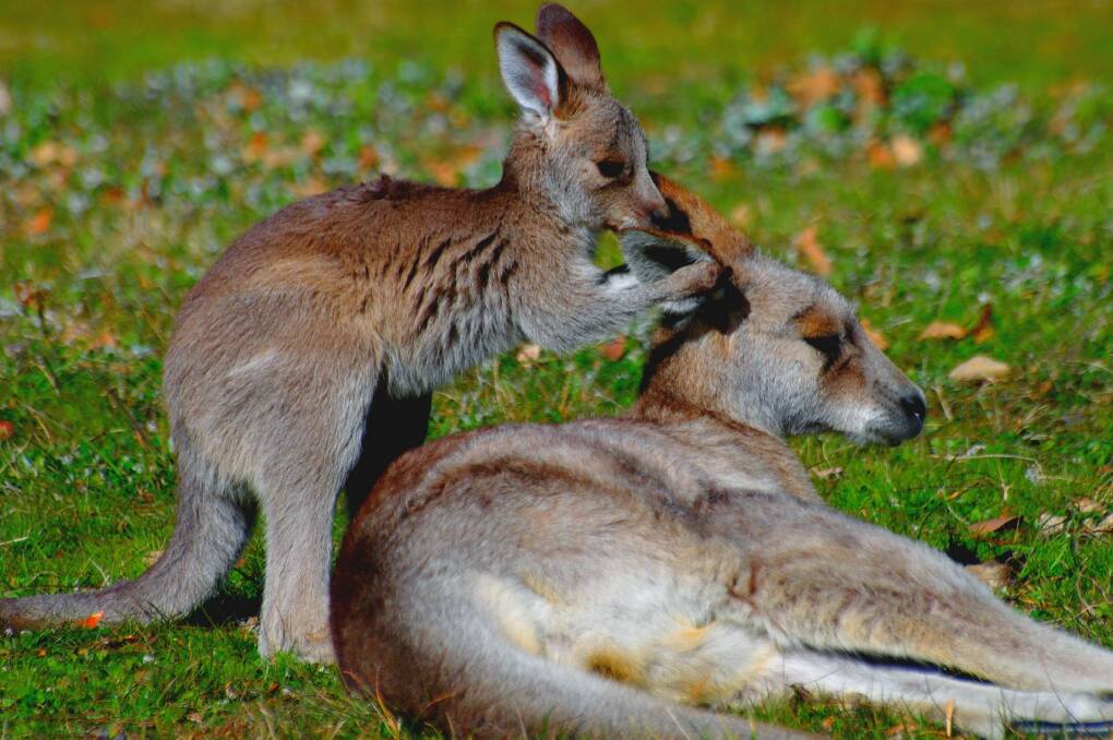 Environment Minister Simon Corbell has announced a fertility trial involving up to 200 kangaroos. Photo: Vijay Kumar Koul