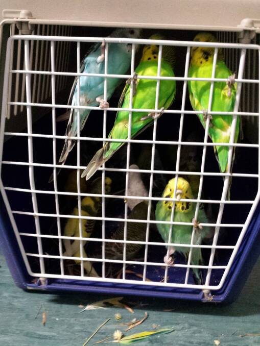 Birds and animals have been found in poor conditions at a Banks property. Photo: Supplied by RSPCA