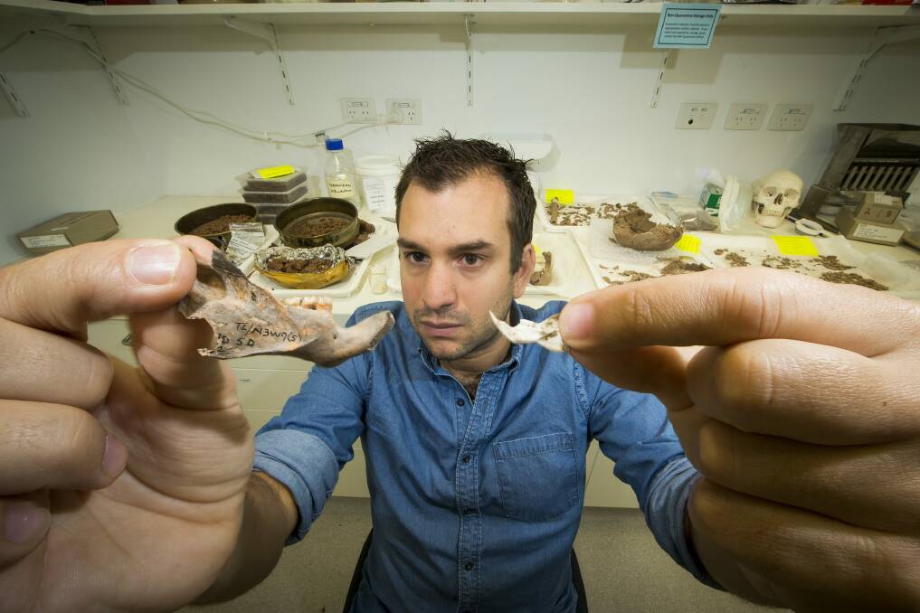 Paleoanthropologist Dr Julien Louys, of the ANU School of Culture, History and Languages, compares the jawbones of an ancient giant rat and a modern rat. Photo: Stuart Hay, ANU Photography
