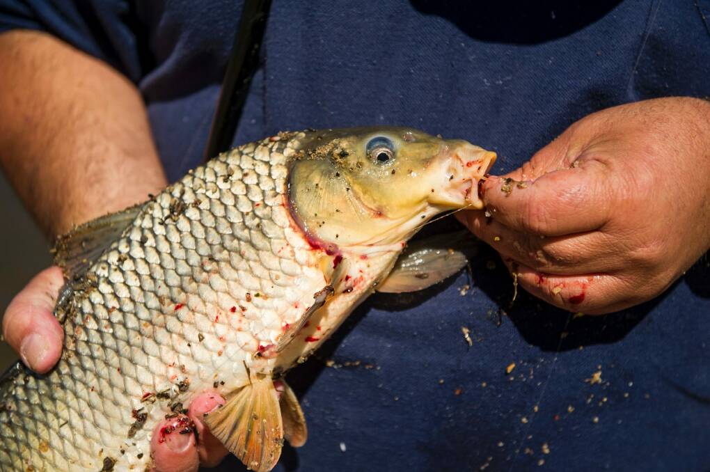A carp caught from Lake Burley Griffin. The government is now consdiering the release of a virus to kill the fish. Photo: Jay Cronan