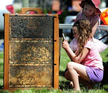 Ainslie resident Lucinda Hendry-Mulcahy, 6,  and her 4-year-old sister Eliza check out a beehive. Photo: Graham Tidy