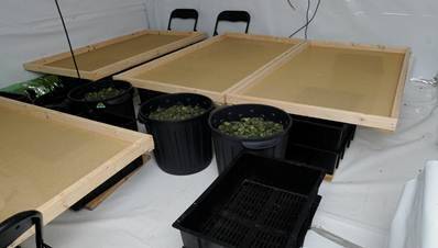 The operation was spread across several rooms in the house and involved more than 40 plants.  Photo: ACT Policing