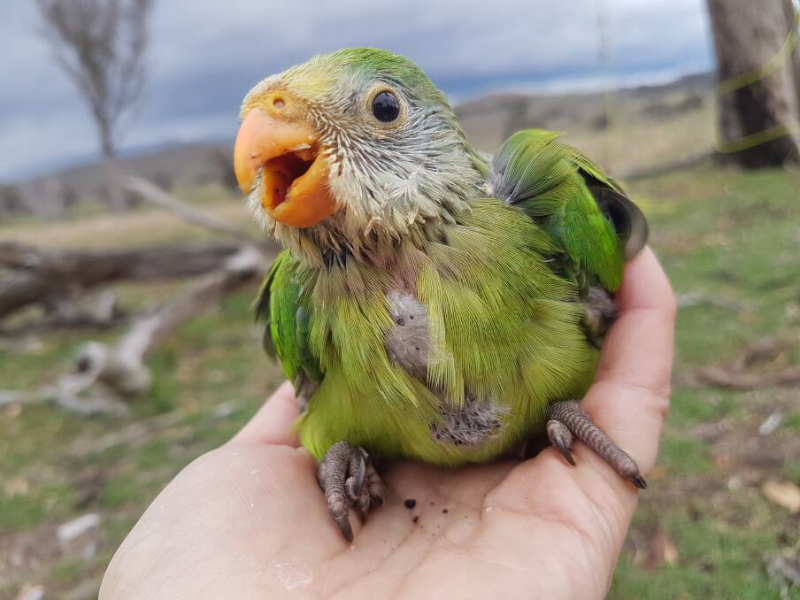 A superb parrot born during 2018 in Canberra. Photo: ACT Parks and Conservation Service