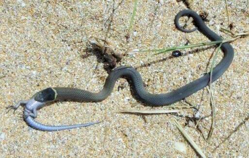 A snake gobbles up a skink near Malua Bay. Photo: Sally Stephens