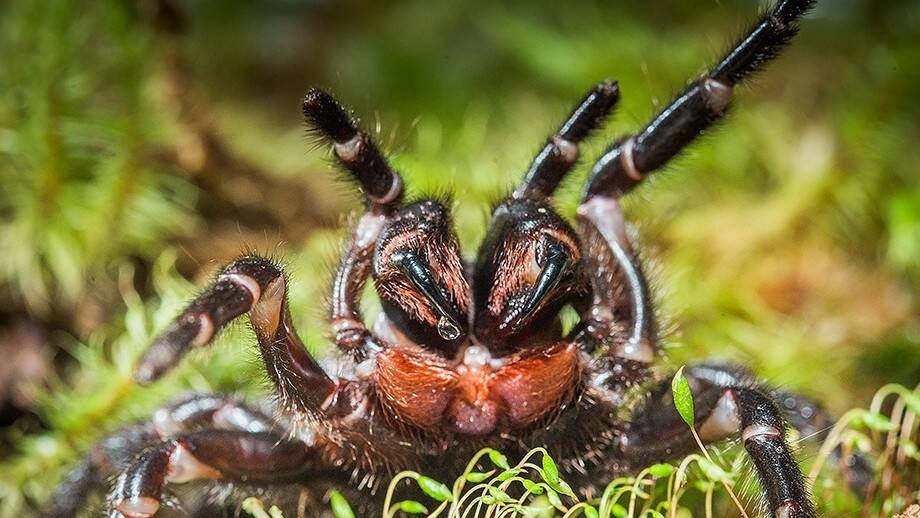 Traditionally, spiders lived outside. But the luxuries of modern homes have meant they have become accustomed to a higher standard of living.  Photo: Stuart Hay