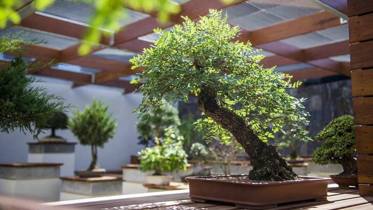 A desert ash tree in the National Bonsai and Penjing Collection. Photo: Rohan Thomson