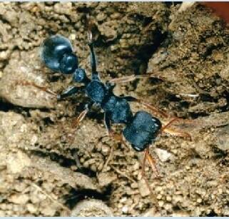 Australian jack jumper ant, Myrmecia pilosula, found mainly in the south-eastern states of Australia. Photo: supplied