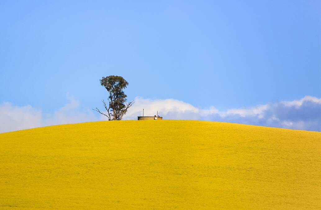 Ivy Lu's photo of a Canola field which has been enterted in the Canberra Times spring photo competition.  Photo: Ivy Lu