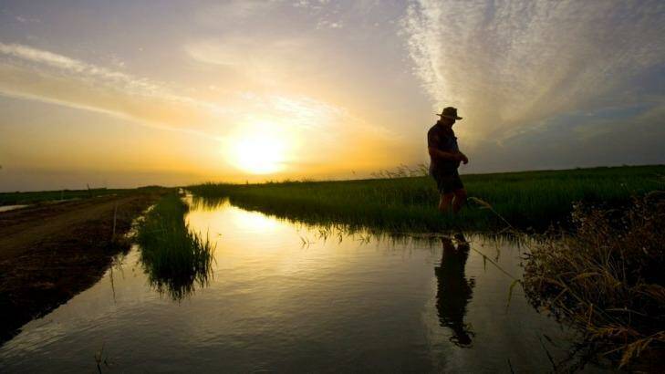 Traded away: A rice farmer near Griffith, NSW, inspects his crop. Photo: Nic Walker