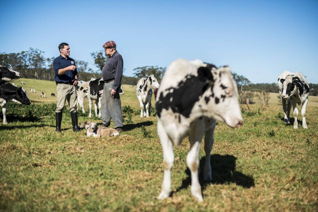 Dairy farmer Rob McIntosh and his father Bruce and some of their Holstein cows. Photo: Rohan Thomson