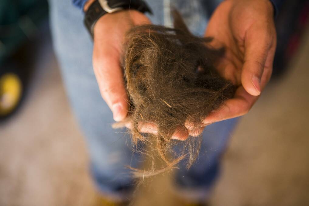 Mark Ayyad holds some of the wool that has been sheared off his llamas.  Photo: Jamila Toderas