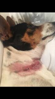 The dogs had multiple lacerations as well as bruising and muscle damage. Photo: Supplied