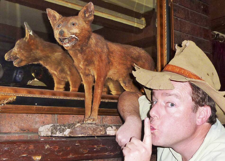 Up close and personal:  The  taxidermied fox at the George Harcourt Inn. Photo: JL Wilcox