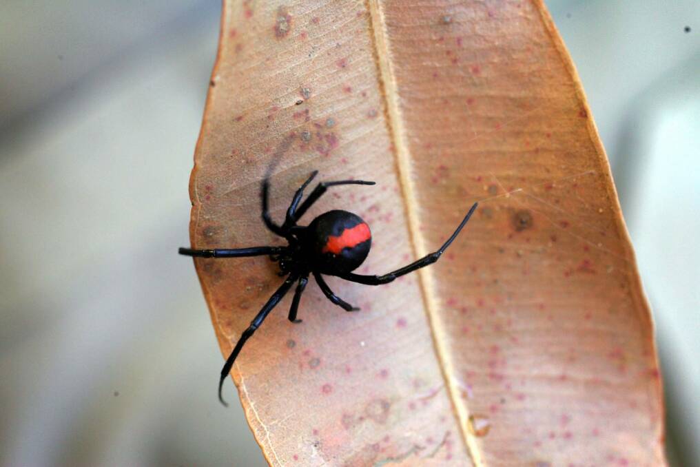 Redback spiders were blamed for 10 spider bite cases in Canberra over the last 12 months. Photo: Kitty Hill