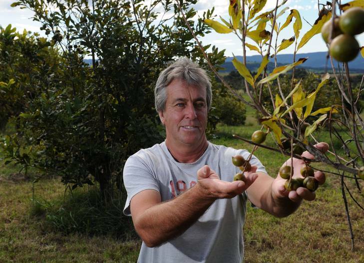 Barry Starkey with macadamia trees, used for liqueur at Mountain Ridge Wines. Photo: Graham Tidy