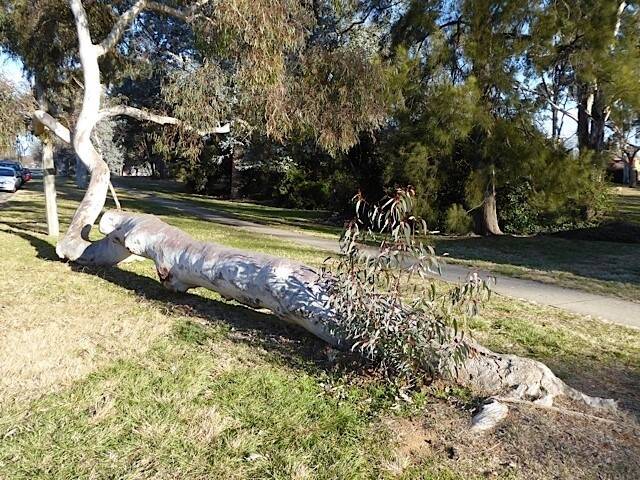 Where in Canberra last week. Ben Hobson, 12, of Campbell, correctly identified this as the vertically-challenged tree trunk on Paterson Street, Ainslie. Photo: Debbie Cameron