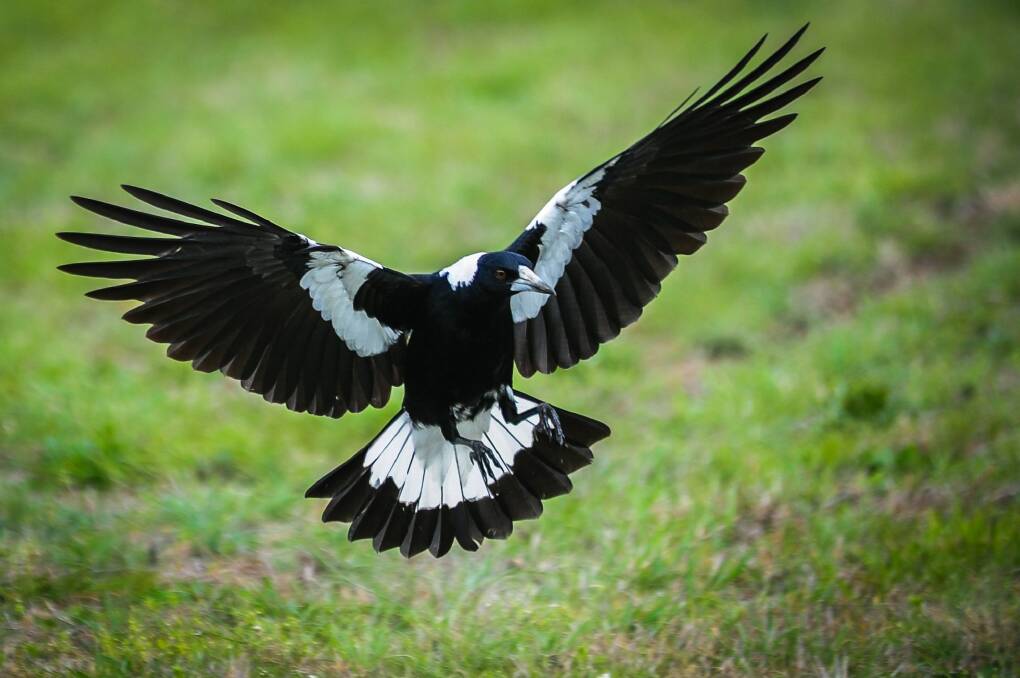 A swooping magpie in Canberra. It's that time of the year again. Photo: Katherine Griffiths