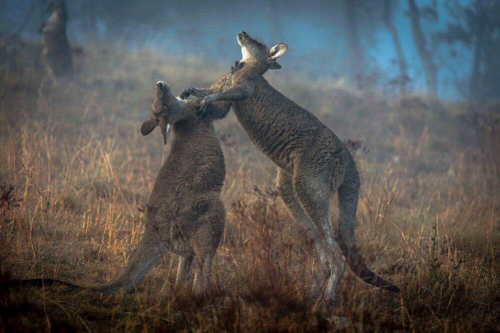 Greens Minister Shane Rattenbury and his NSW party mates have clashed over the ACT government's kangaroo cull. Photo: Stephen Huang