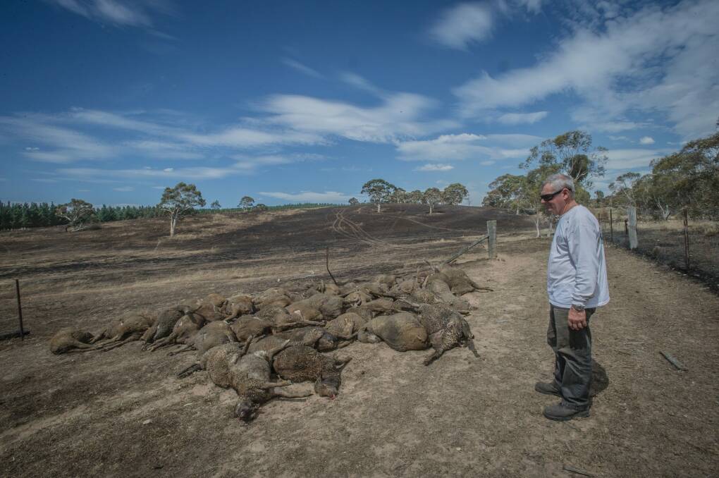 Fred Kuhn on his Mount Fairy property with some of the sheep that perished in the recent fires. Photo: Karleen Minney