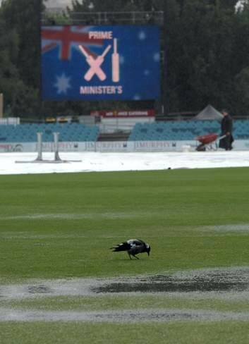 Only the magpies enjoyed last year's Prime Minister's XI. Photo: Graham Tidy