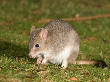 The eastern bettong. Photo: Karleen Minney