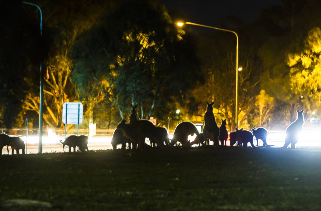 More kangaroos are moving into suburban Canberra. Photo: Elesa Kurtz