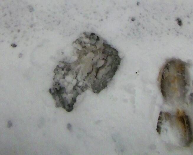 Biggish: A size-14 boot mark next to the mystery print in the snow at the Brindabellas.