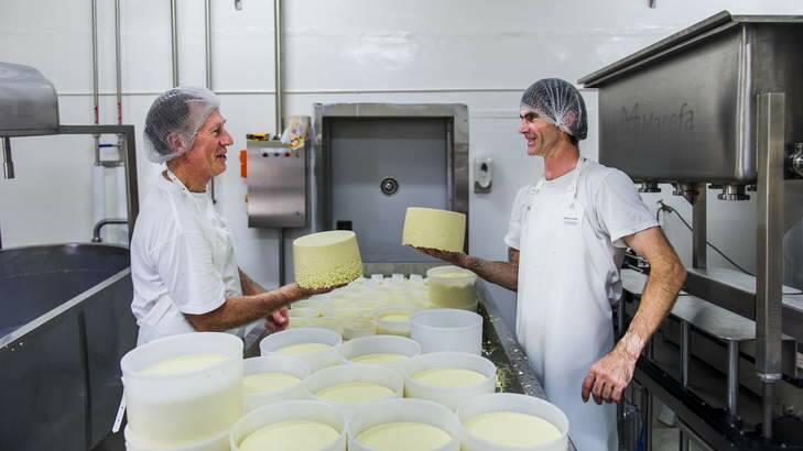 Geff Southam and Troy Charnock with Havarti Cheese in its final stages of production at the ABC Cheese factory in Tilba. Photo: Rohan Thompson