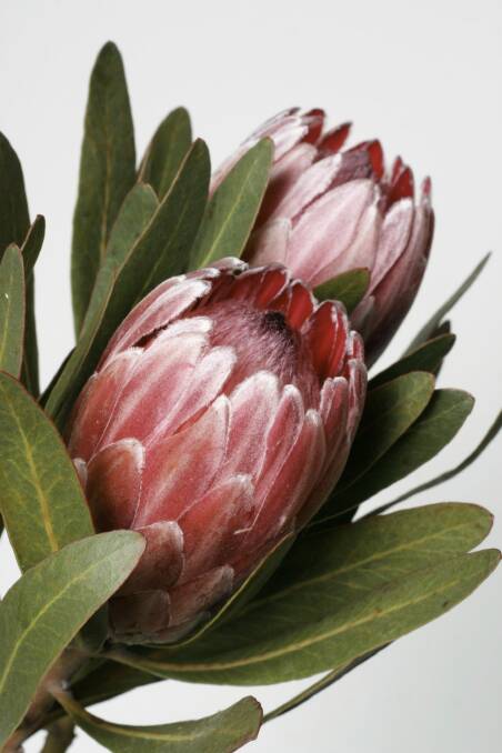 Proteas last well in a vase.