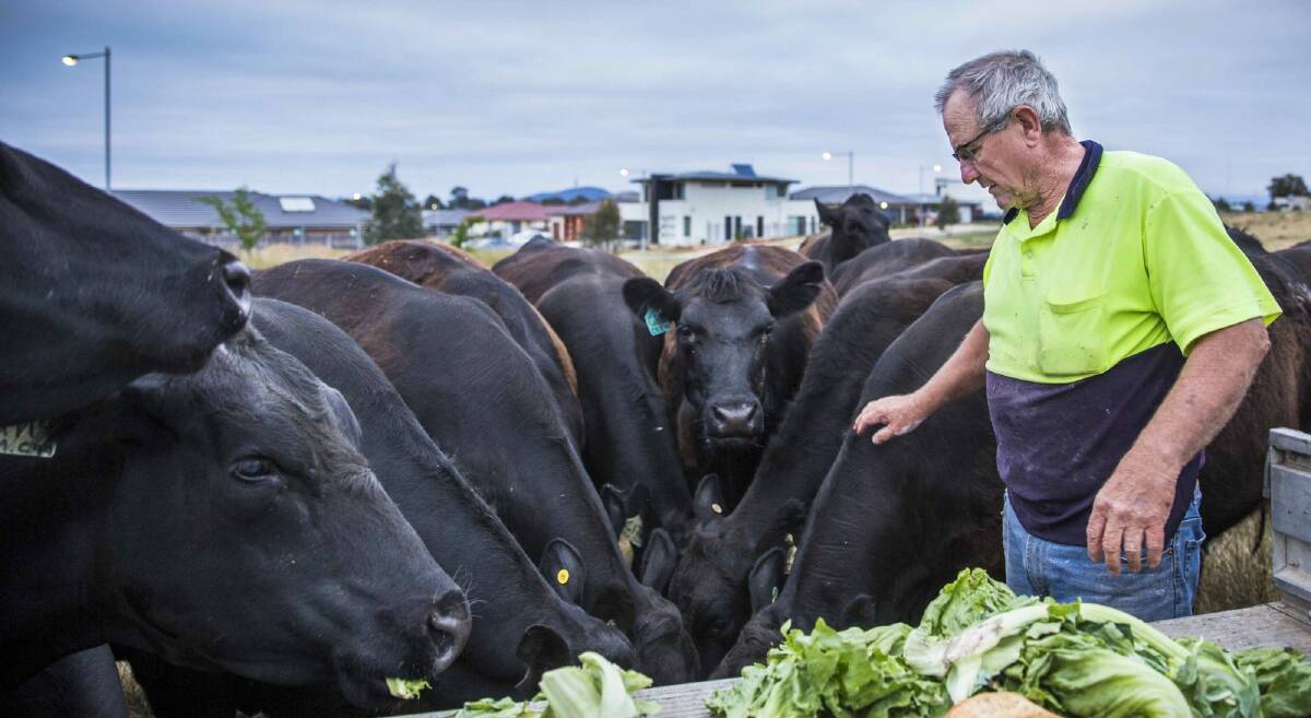 John Hudson, father of Wells Station owner Peter Hudson, feeds a mob of hungry Angus cows.  The family run 30 beasts on the 92-acre block that in the last 3 years has become completely encircled by the suburb of Harrison. Photo: Matt Bedford