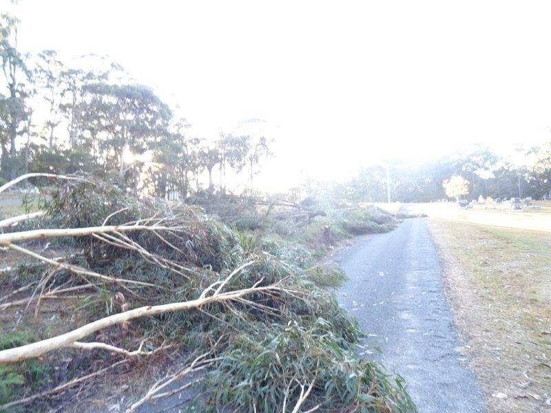 The trees were cut down and left at the cemetery.  Photo: Eurobodalla Shire Council