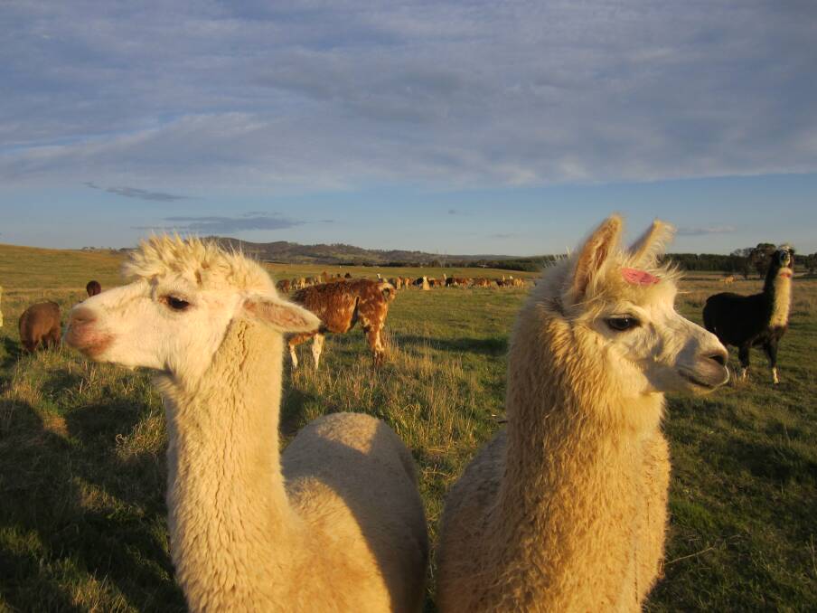 Llamas in the Mist is your opportunity to get a selfie with the llamas and alpacas of Sutton.  Photo: Alpaca Magic