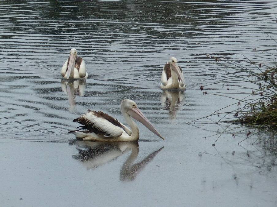 Pelicans have arrived at Lyneham wetlands. Photo: David Jones