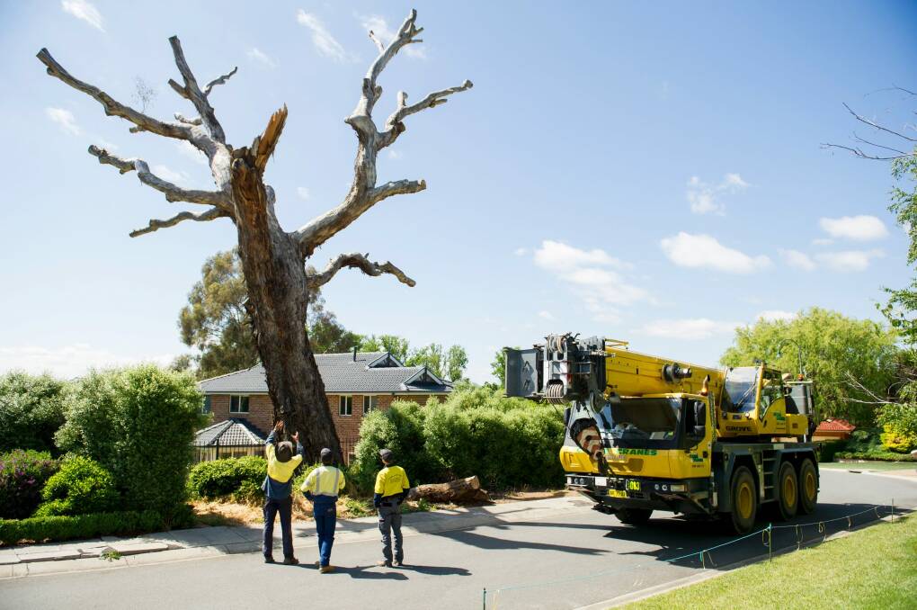 The 400-year-old tree in Nicholls that was damaged in the severe storms is being moved to the Molonglo River Reserve to be a habitat for local wildlife. Photo: Jay Cronan