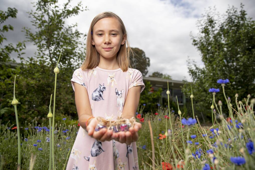 Astrid Sanixay Molland in the cornflower filed patch at Majura Primary School (with her little bottles of dried edible flowers). Photo: Sitthixay Ditthavong