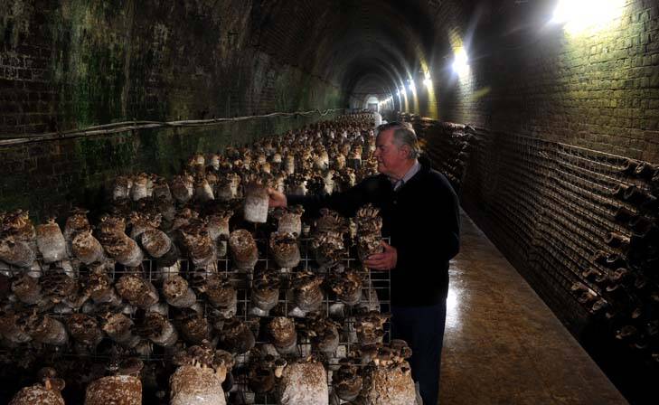 The Li-Sun Exotic Mushrooms business is situated in a dis-used railway tunnel in Bowral. Owner, Dr. Noel Arrold, tends to his mushrooms. Photo: Graham Tidy