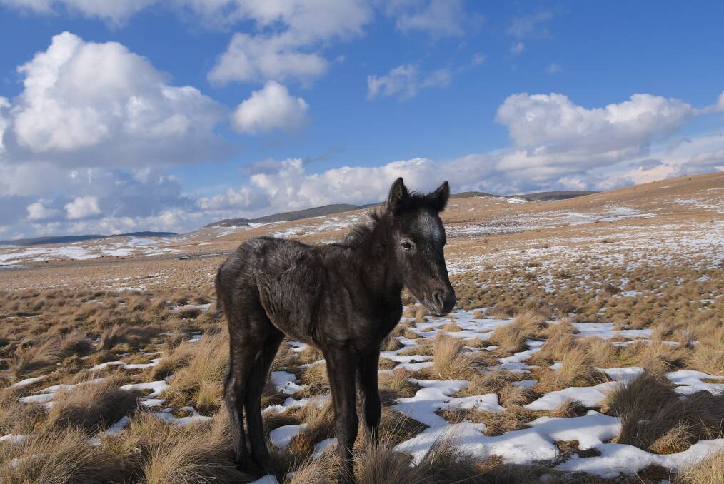Three-week old foal ‘Gian’ photographed last week near Kiandra. Photo: Peter Meusburger