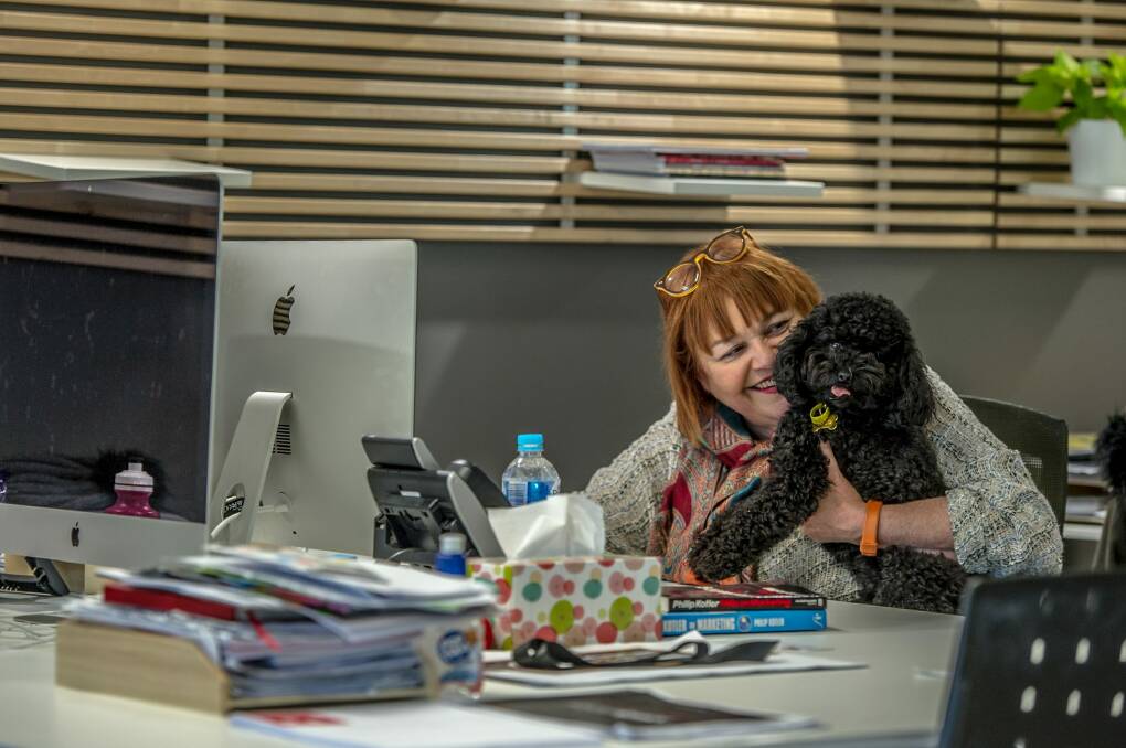 International Bring Your Dog to Work Day is a day like any other for Canberra pooch Coco and her owner Judy Waters. Photo: Karleen Minney