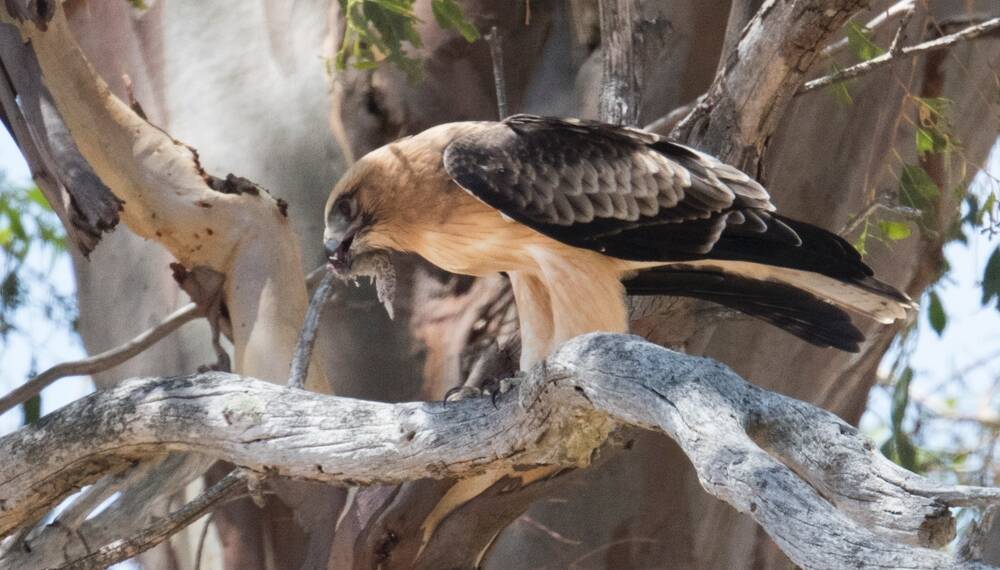 The public can now get a fascinating look at Canberra's little eagle with live streaming from a nesting site in West Belconnen. Photo: Supplied