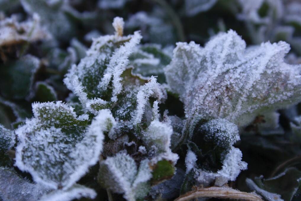 Frost on ground after a cold winter's night Photo: Amy Fraser
