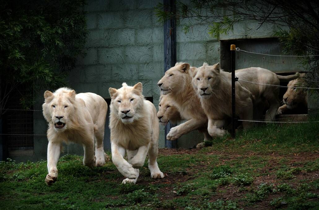 Some of the beautiful lions at the National Zoo and Aquarium. Photo: Karleen Minney
