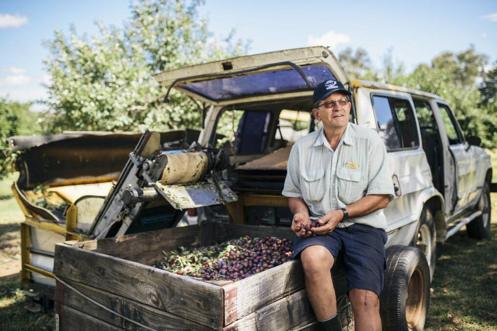 Third generation plum grower Jeff Granger with some of this year's boom harvest on the family farm in Kingsvale.  Photo: Rohan Thomson