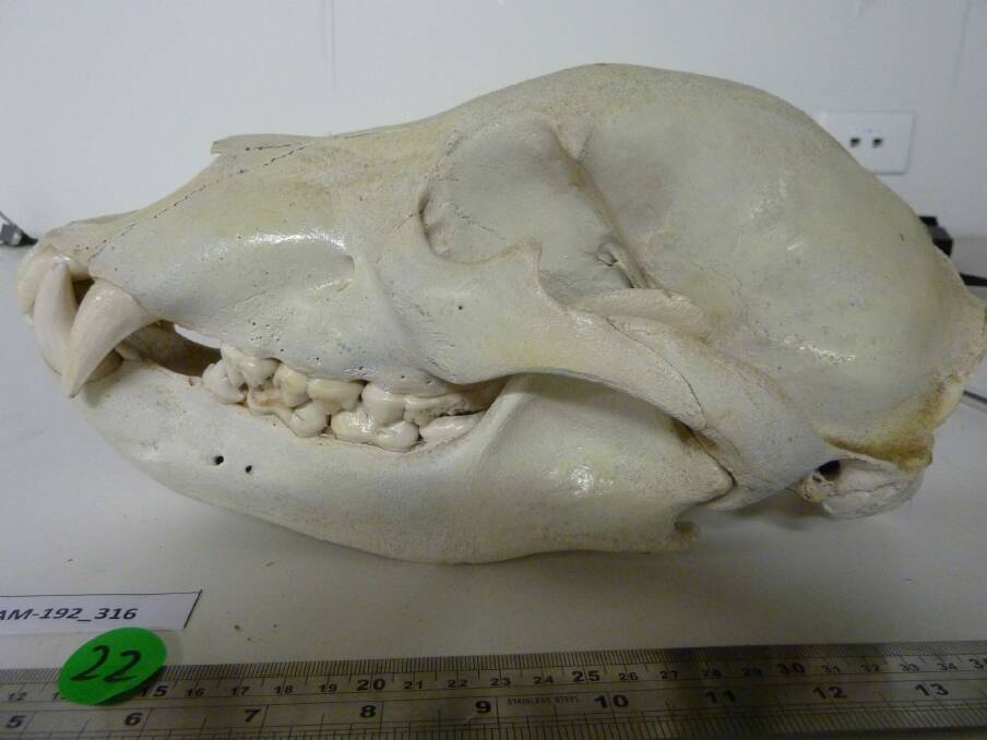 Brown bear skull from the case of Brent Philip Counsell. Photo: Supplied