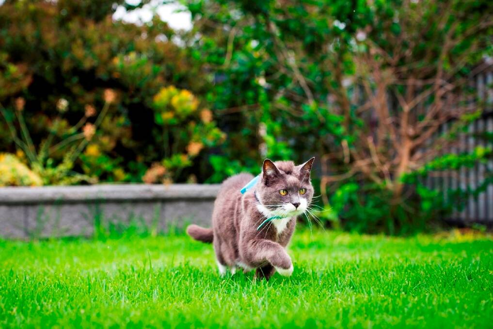 The ACT is participating in a Cat Tracker project by the University of South Australia to monitor the movements of 1400 cats, 100 of them in the national capital. Photo: Supplied