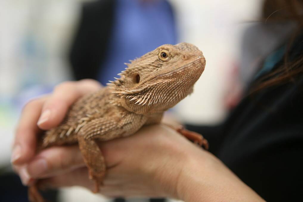 Temperature is a key factor in sex determination in reptiles. Photo: University of Canberra