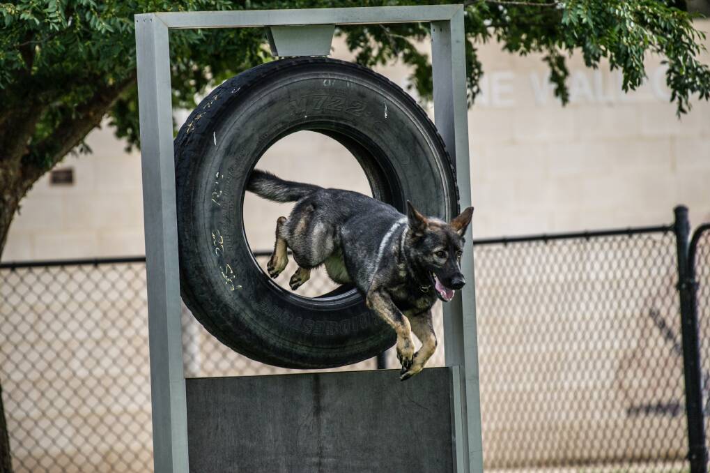 Size, agility and an eagerness to chase are key canine attributes sought by the police.  Photo: Karleen Minney