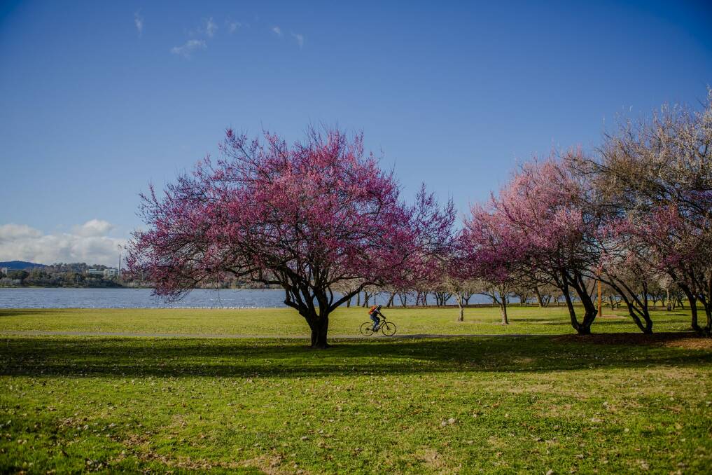 A cyclist rides under the flowering trees at Bowen Park in Kingston. Photo: Jamila Toderas