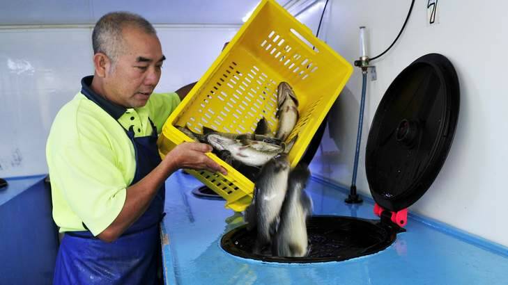 Thang Nguyen of Vung Tau Live Fish transports the Murray Cod that have been farmed at Marianvale Blue. Photo: Jay Cronan